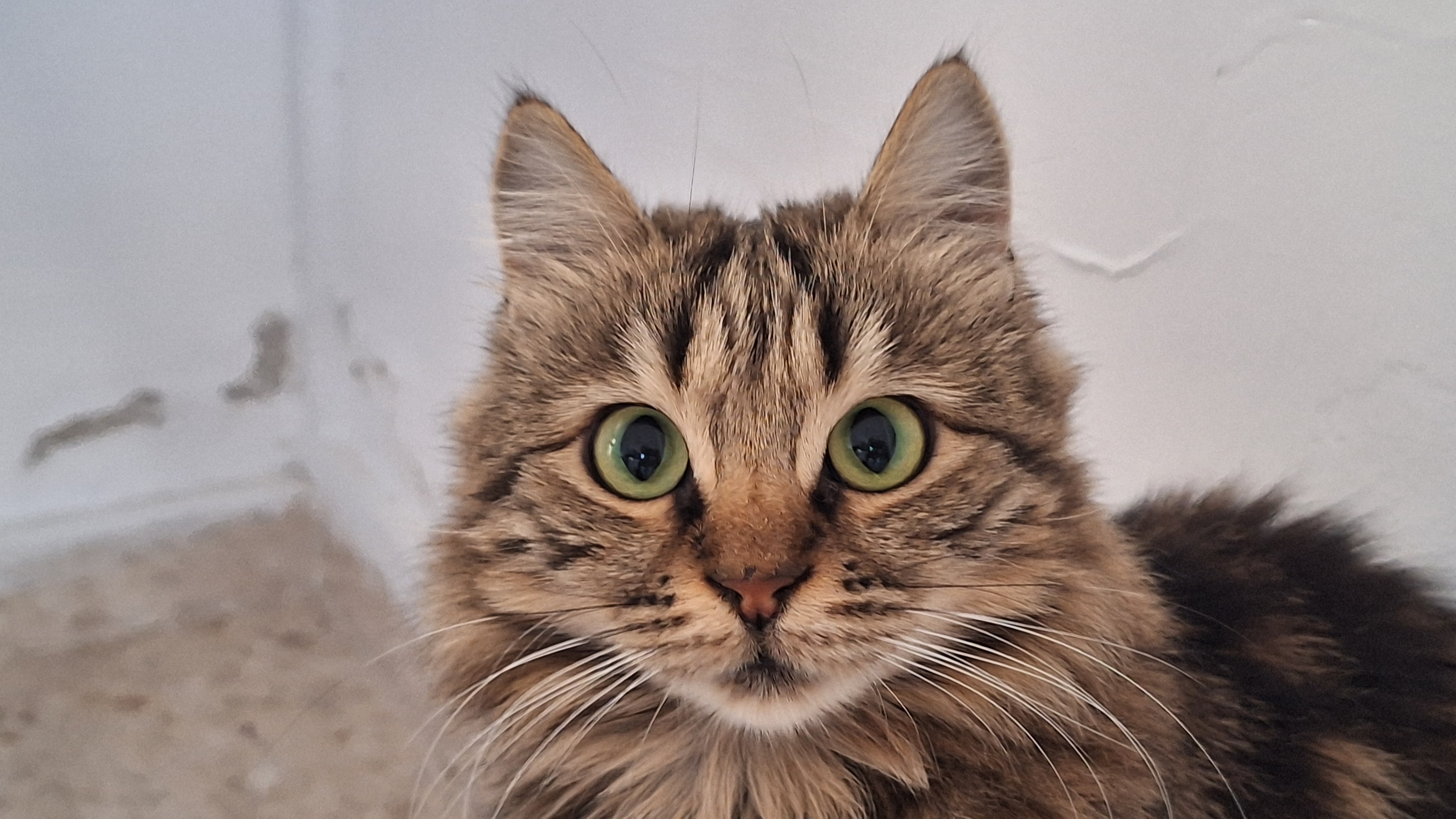 Small Cat Found Pooping All Over The House
