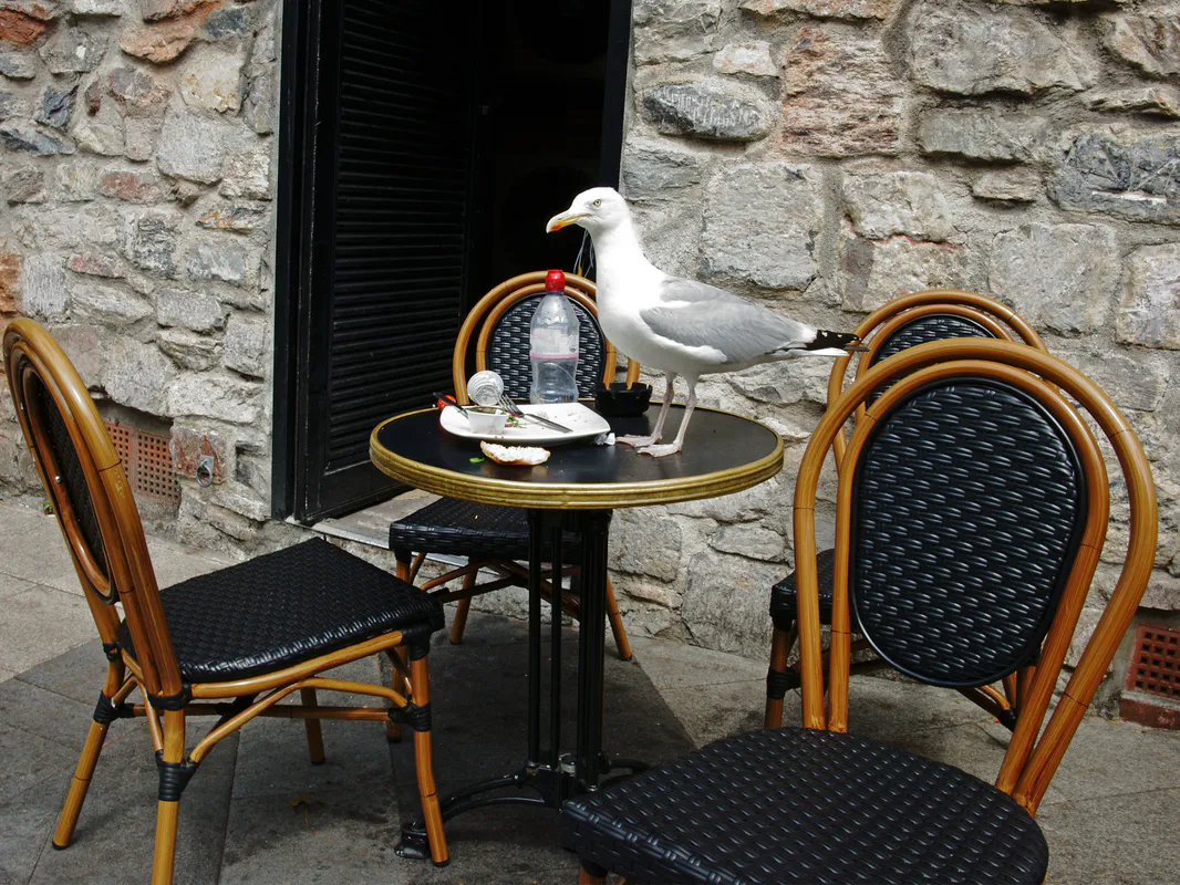 Shouting Best for Scaring Seagulls: UK Study